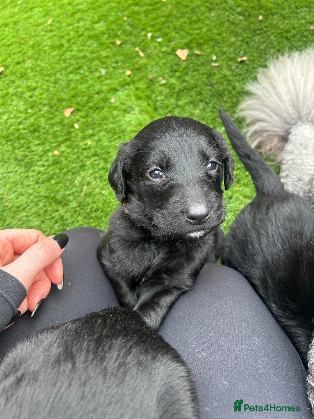 Labradoodle dogs for sale: Labradoodles fully vaccinated & microchipped  - Advert 12