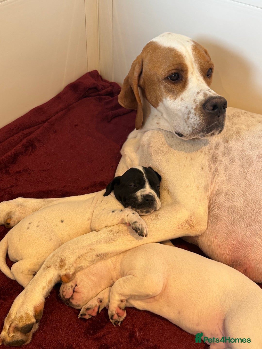 Pointer dogs for sale: Beautiful litter of Top Quality Pointer Puppies - Advert 8