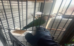 Lovebirds birds for sale: Beautiful lovebirds - Image 11