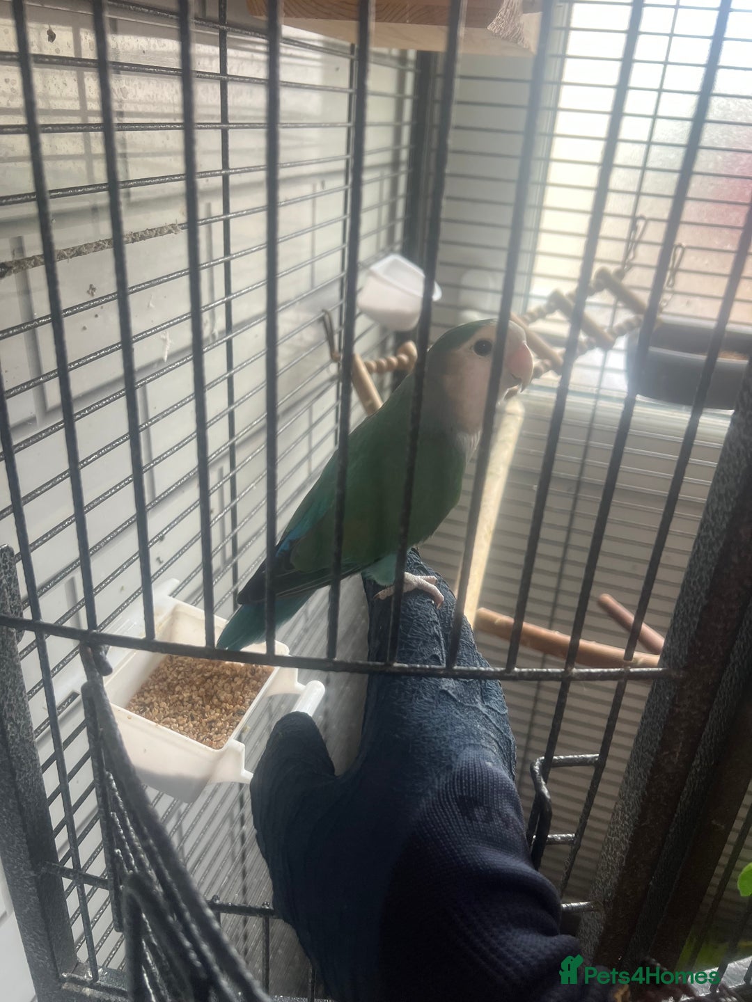 Lovebirds birds for sale: Beautiful lovebirds - Image 11