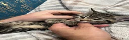 Mixed Breed cats for sale: 🐾 GORGEOUS KITTENS READY FOR THEIR NEW HOMES! 🐾 - Advert 32