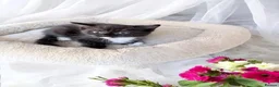 Mixed Breed cats for sale: Kittens looking for new home - Advert 13