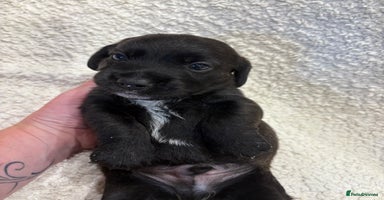 Mixed Breed dogs - Advert 13