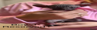 Sphynx 3