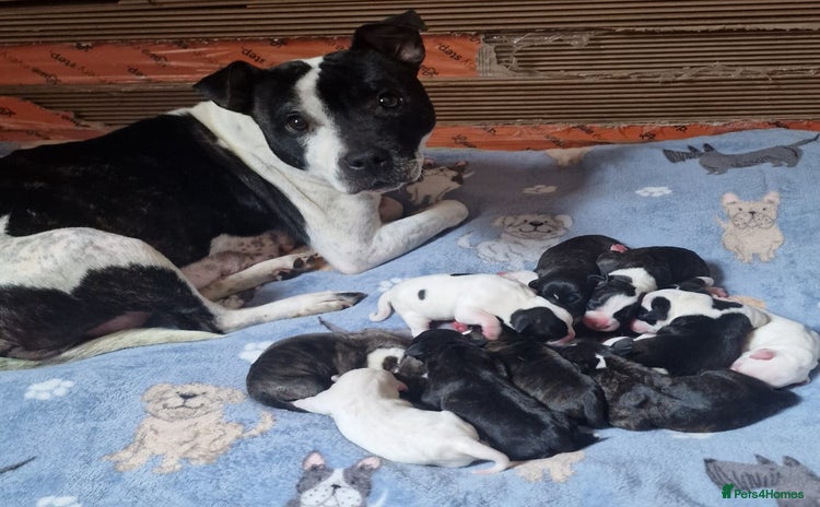 Staffordshire Bull Terrier dogs - Advert 15