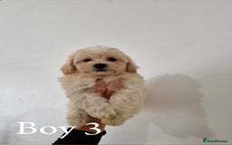 Maltipoo dogs for sale: Adorable Maltipoo Pups - Image 9