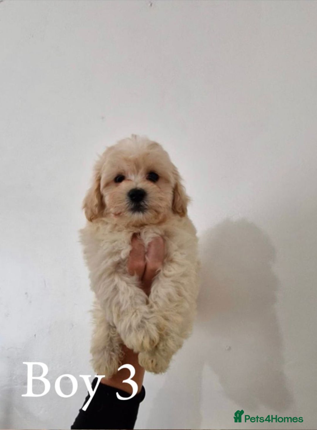 Maltipoo dogs for sale: Adorable Maltipoo Pups - Image 9