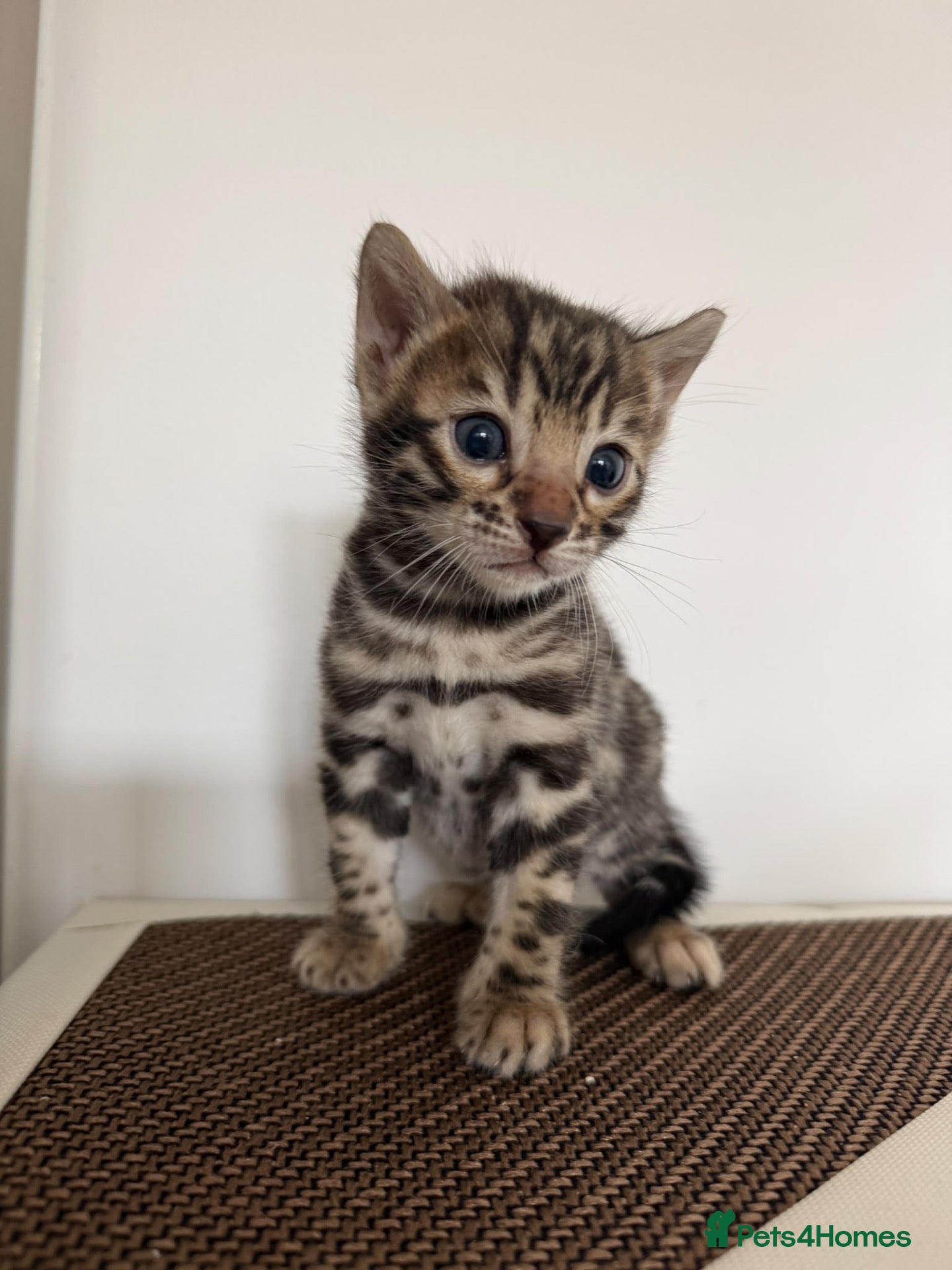 Bengal cats Bengal Kittens For Sale (5 Left) - Advert 2