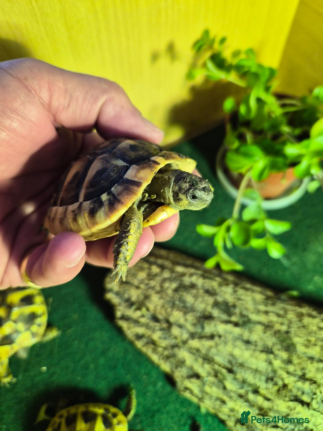 Hermann Tortoise reptiles for sale: Hermann Tortoise - Advert 4