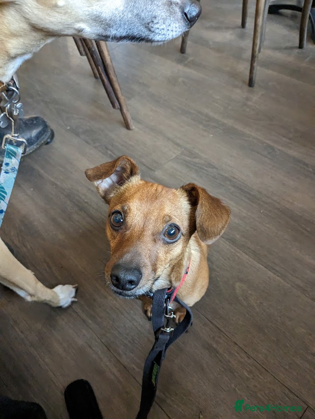 Mixed Breed dogs for adoption: Ringo – 6 years old, Male, Mixed Breed  - Advert 4