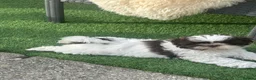 Shih Tzu dogs for sale: Molly Moo Moo - Advert 5
