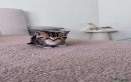 Scottish Fold cats for sale: Scottish fold X Scottish straight  - Advert 13