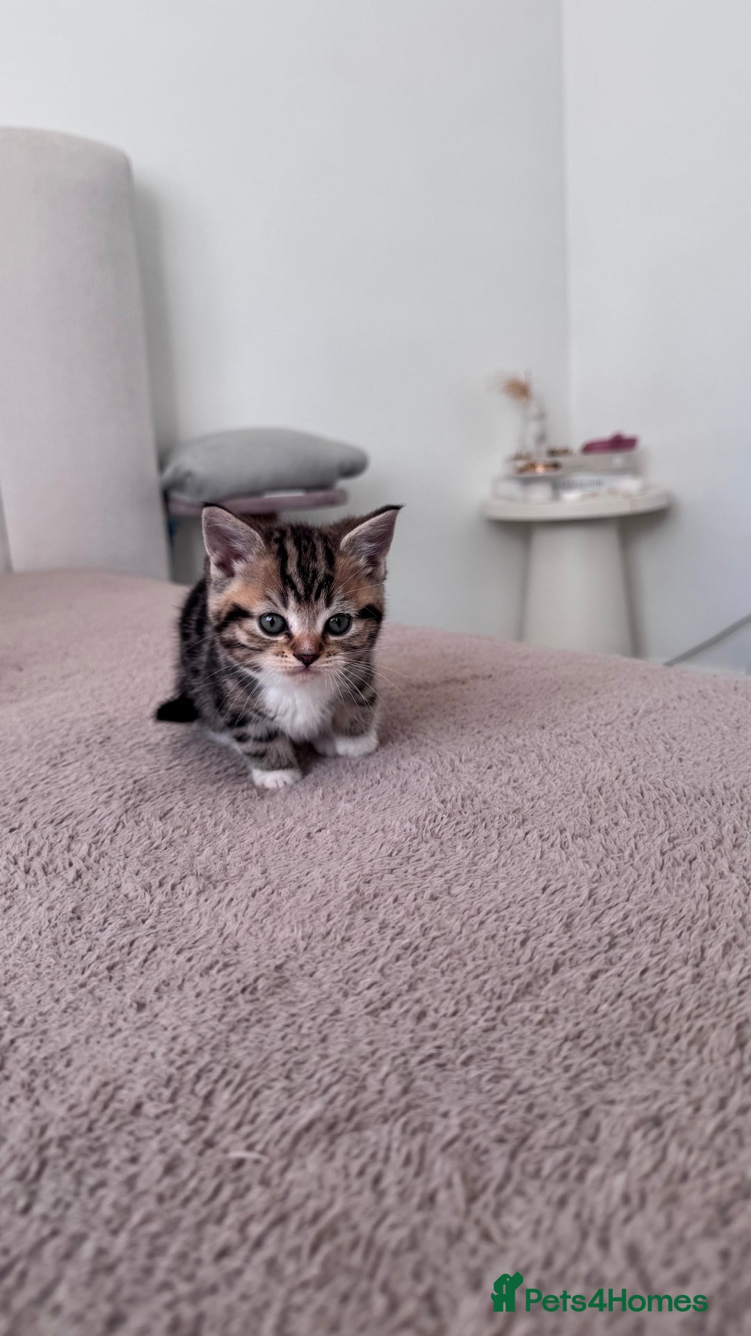 Scottish Fold cats for sale: Scottish fold X Scottish straight  - Advert 13