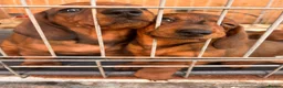 Miniature Dachshund dogs for sale: Beautiful miniature dachshunds in Treharris - Advert 3