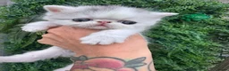 Exotic cats for sale: Exotic Persian  - Advert 13
