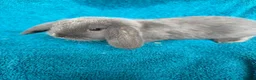 Mini Lop rabbits for sale: Mini lop rabbits  in Stockton-on-Tees - Advert 8