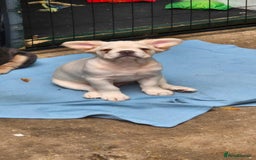 French Bulldog dogs for sale: 2 Beautiful long haired french bulldogs 1-M 1-F - Image 7