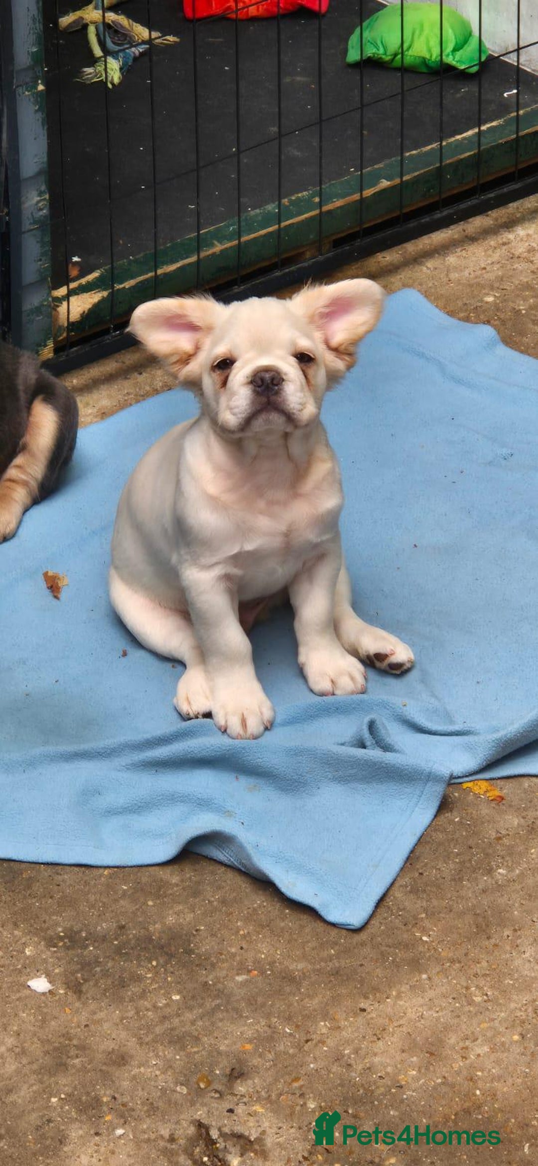 French Bulldog dogs for sale: 2 Beautiful long haired french bulldogs 1-M 1-F - Image 7