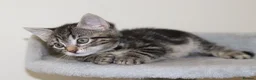 Mixed Breed cats for sale: Adorable Kittens Ready Soon - Advert 26