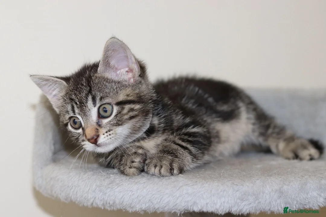 Mixed Breed cats for sale: Adorable Kittens Ready Soon - Advert 26