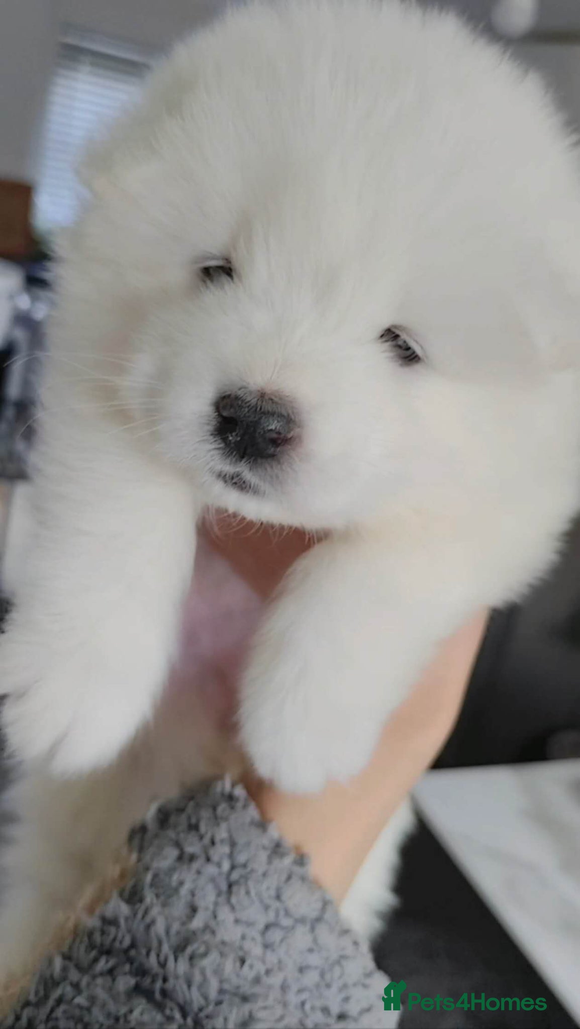 Samoyed dogs Lovely Samoyed Puppies For Sale - Advert 2