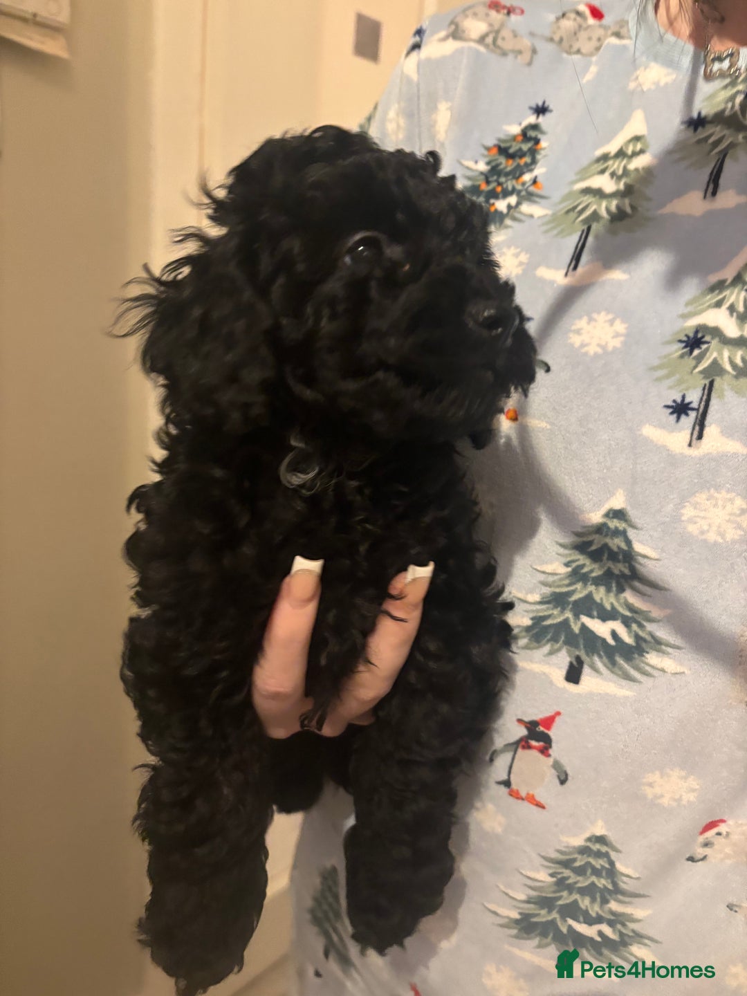 Toy Poodle dogs for sale: Toy poodle boy ready to leave now - Advert 8