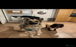 German Shepherd dogs for sale: URGENT home needed for my dogs - Image 27
