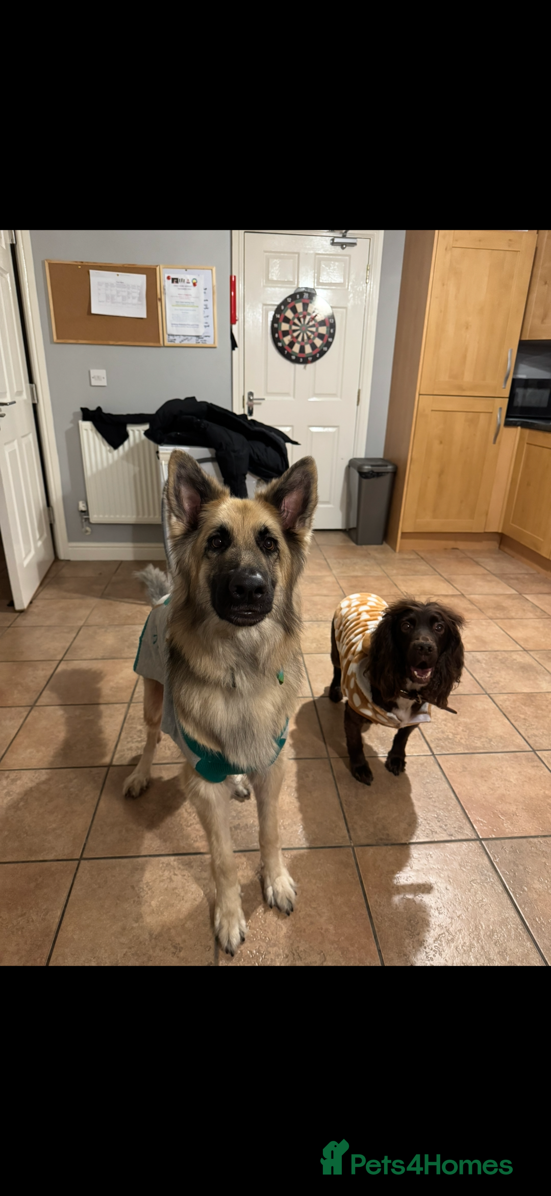 German Shepherd dogs for sale: URGENT home needed for my dogs - Image 27