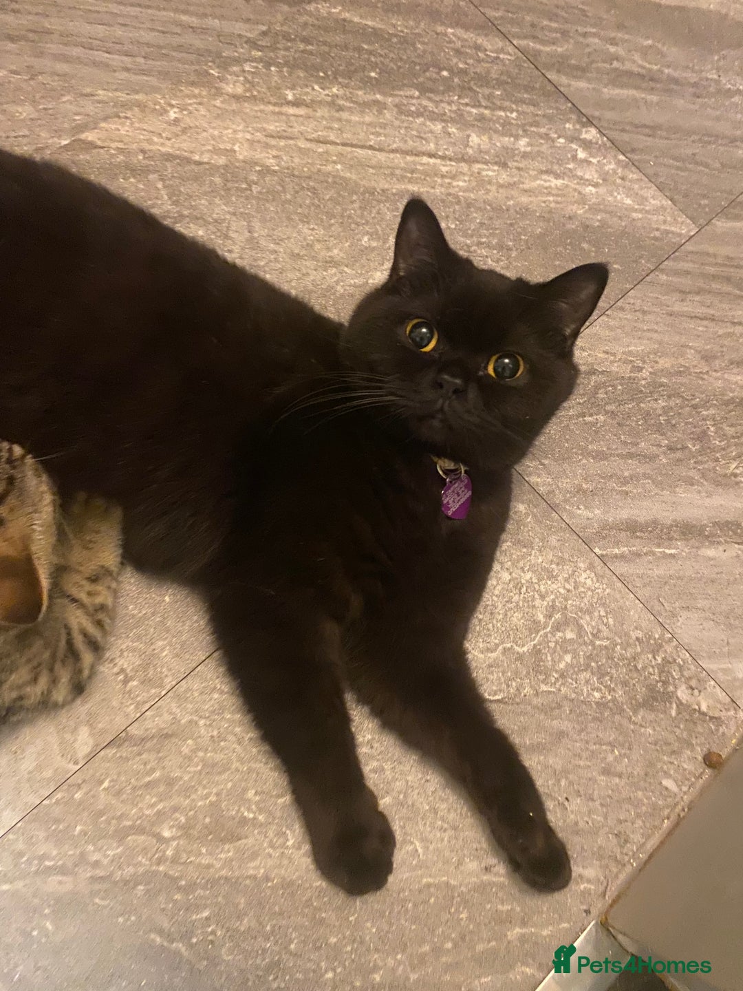 British Shorthair cats for sale: BSH Pedigree Chunky Kittens Chocolate/Gold striped - Image 20