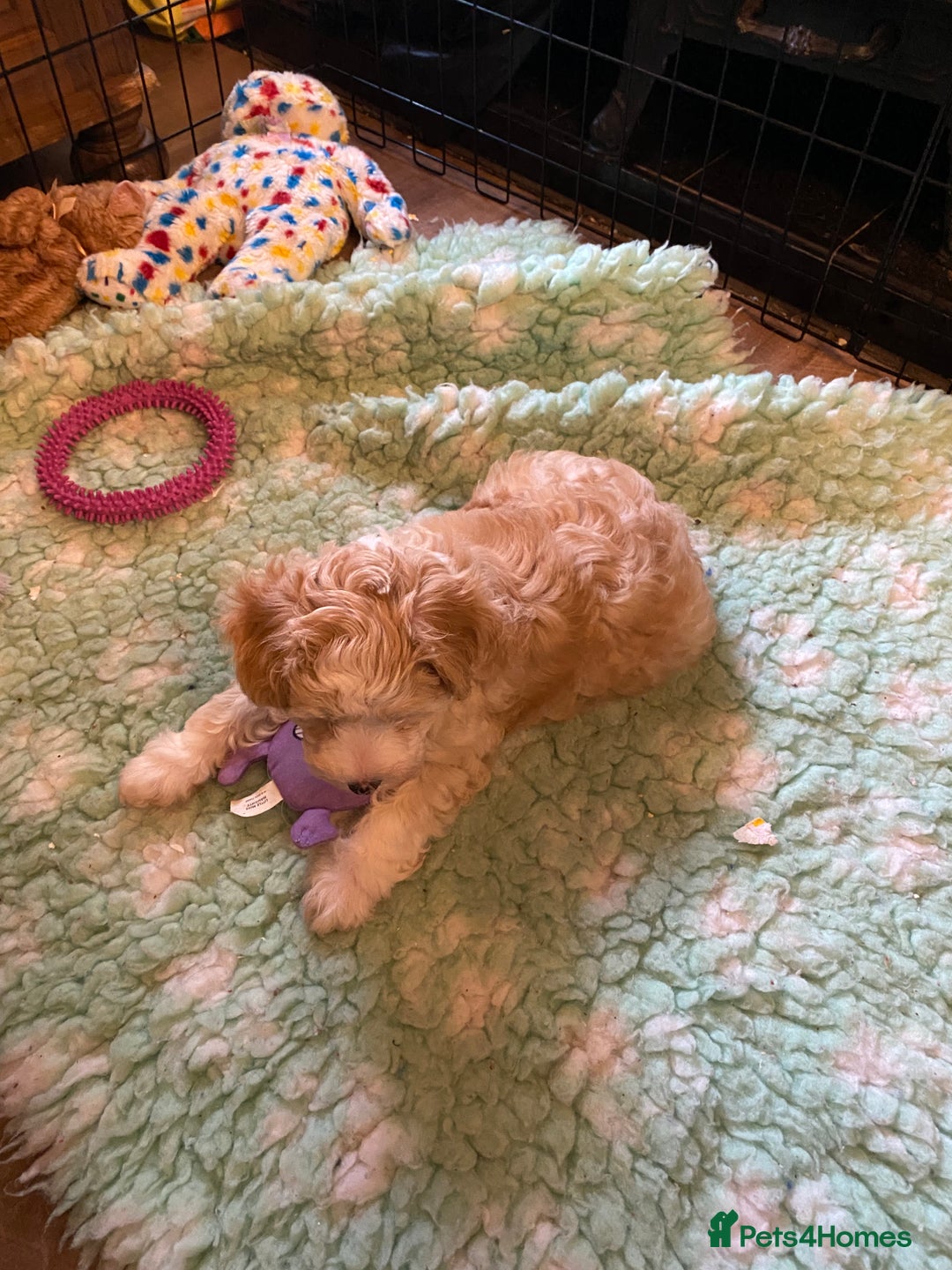 Chinese Crested dogs for sale: TRULY TRULY SCRUMPTIOUS apricot powder puff GIRL   - Advert 5