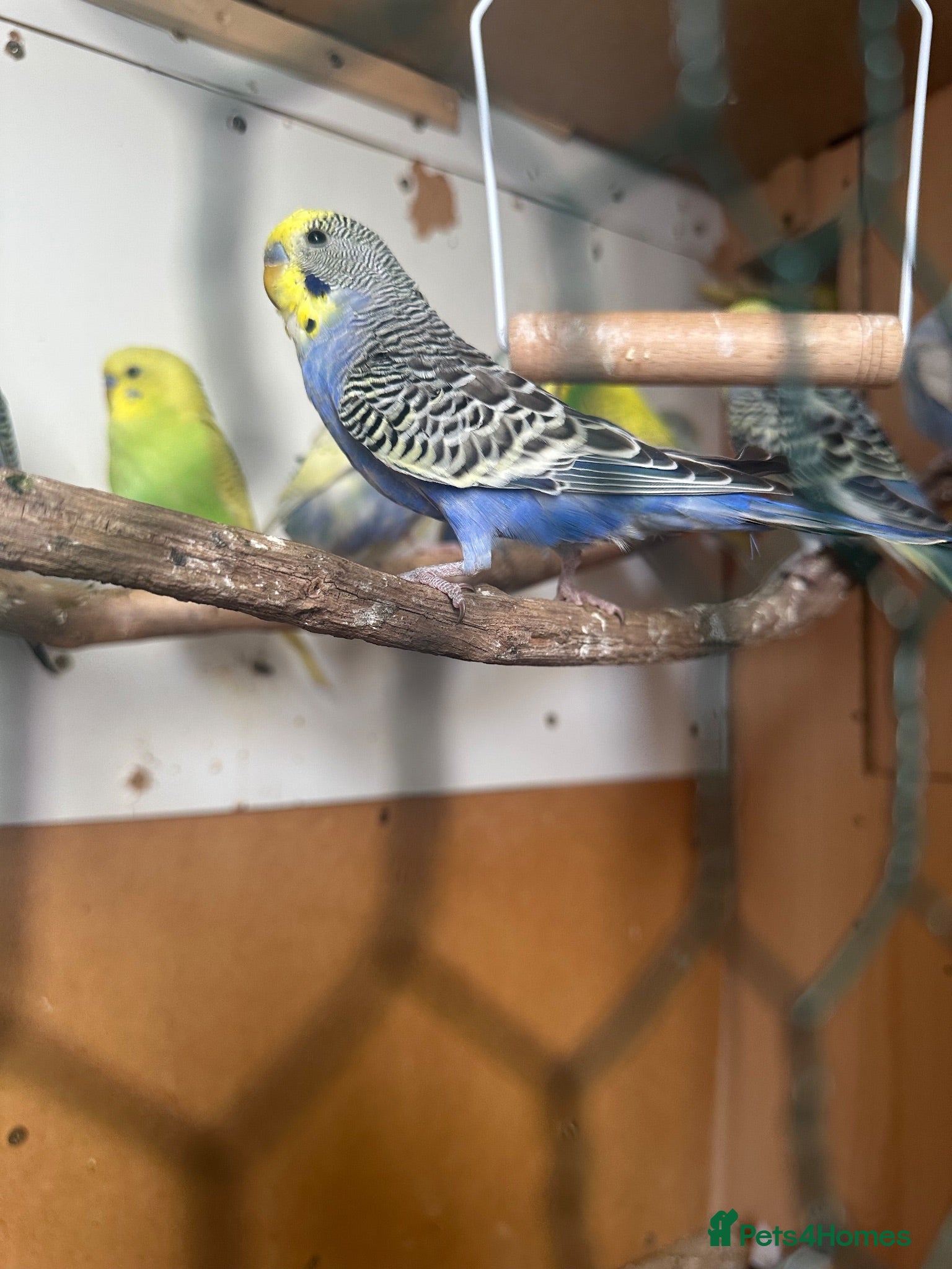 Budgerigars birds Lovely budgies males and females in Dagenham  - Advert 2