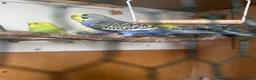 Budgerigars birds for sale: Lovely lutino pair in breeding condition and budgi - Advert 8