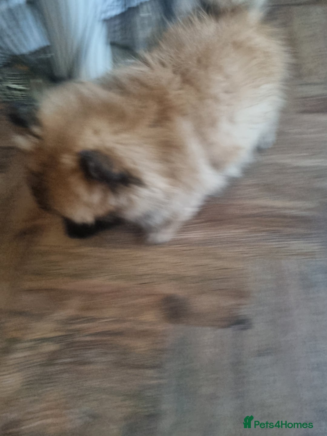 Pomeranian dogs for sale: Xxs Pomeraniums  - Image 17
