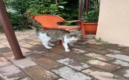 Mixed Breed cats for adoption: NOSE - a Lovely boy, for a Loving Home - Image 11