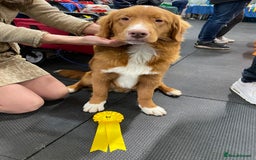 Nova Scotia Duck Tolling Retriever dogs for sale: Fantastic nova puppies - Image 7
