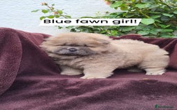 Chow Chow dogs for sale: Chow Chow Puppy 1 - 5 star KC registered Chow Chow puppies - Image 3