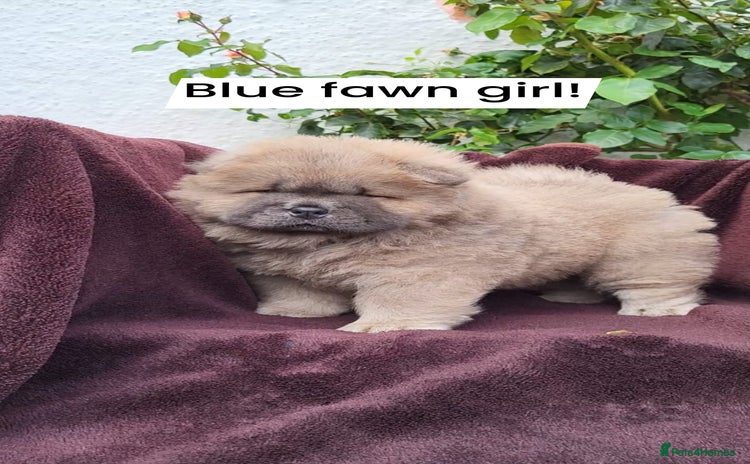 Chow Chow dogs in Thornton-Cleveleys - Advert 2