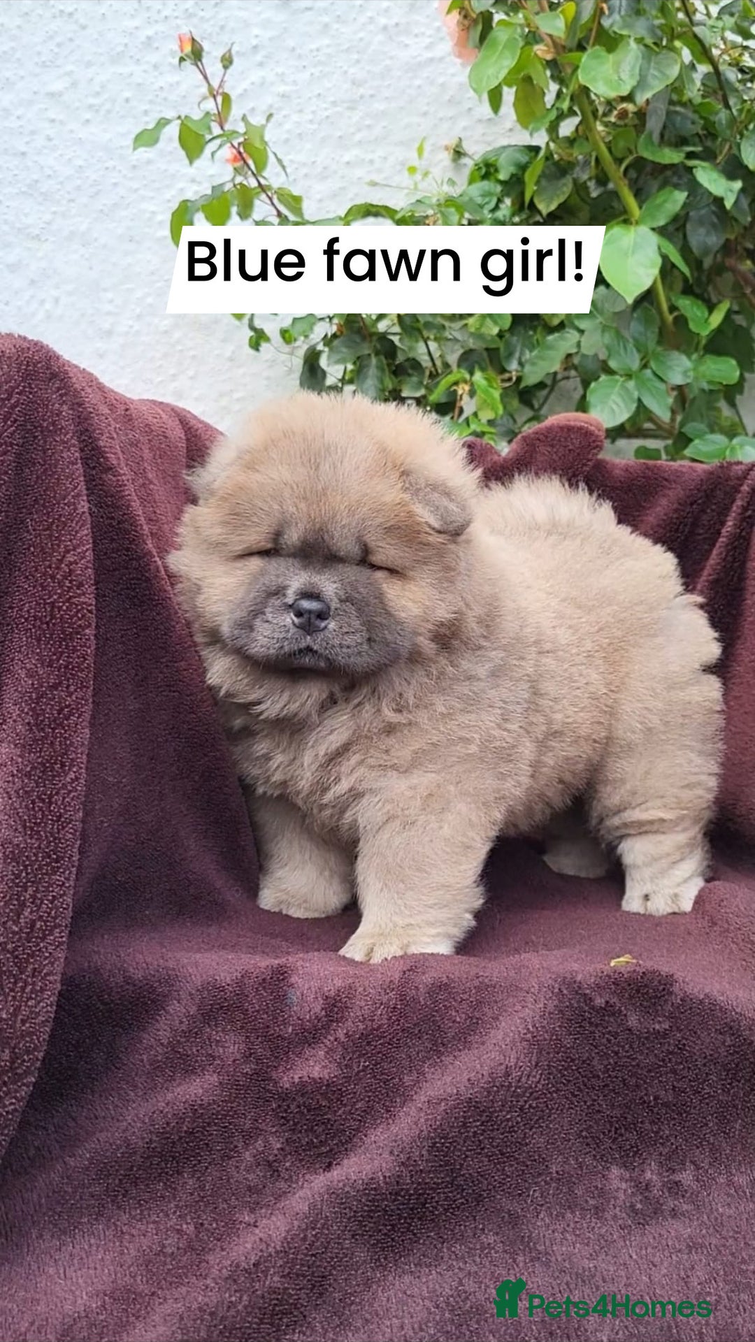 Chow Chow dogs for sale: Chow Chow Puppy 1 - 5 star KC registered Chow Chow puppies - Image 3