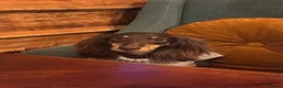 Miniature Dachshund dogs for stud: Miniature Dacshund Stud  - Advert 12