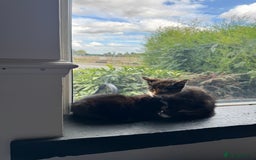 British Shorthair cats for sale: 2 female kittens - Image 5