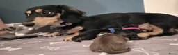 Miniature Dachshund dogs for stud: 🔥Proven KC Registered Miniature Dachshund Stud🔥  - Advert 4
