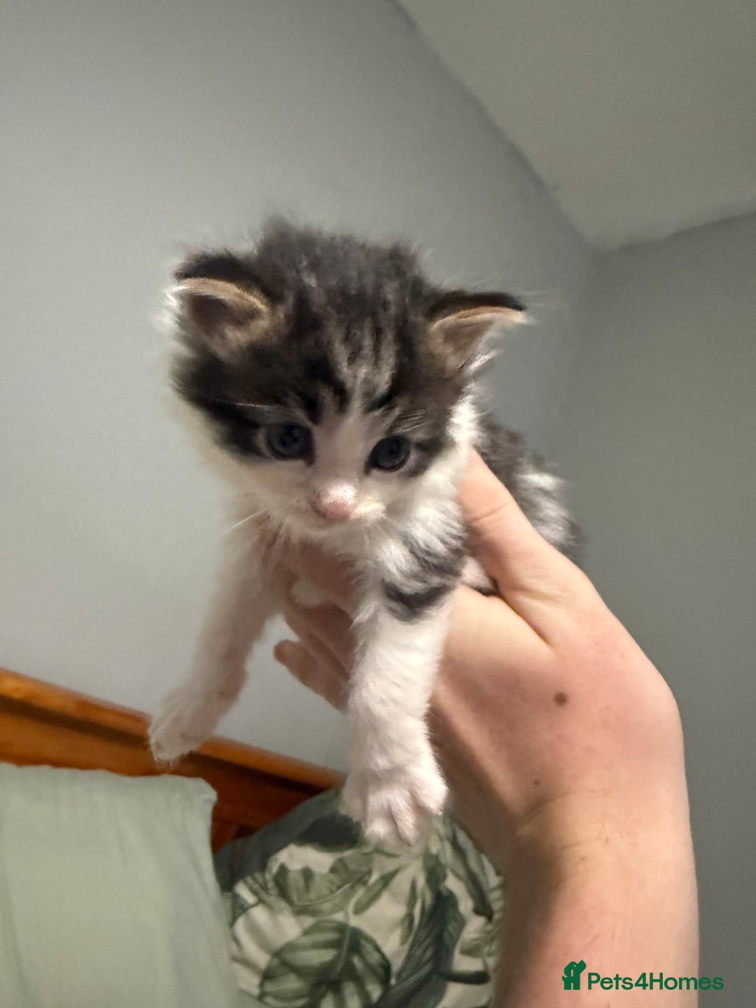 Mixed Breed cats for sale: Maine coon mix kittens - Advert 5