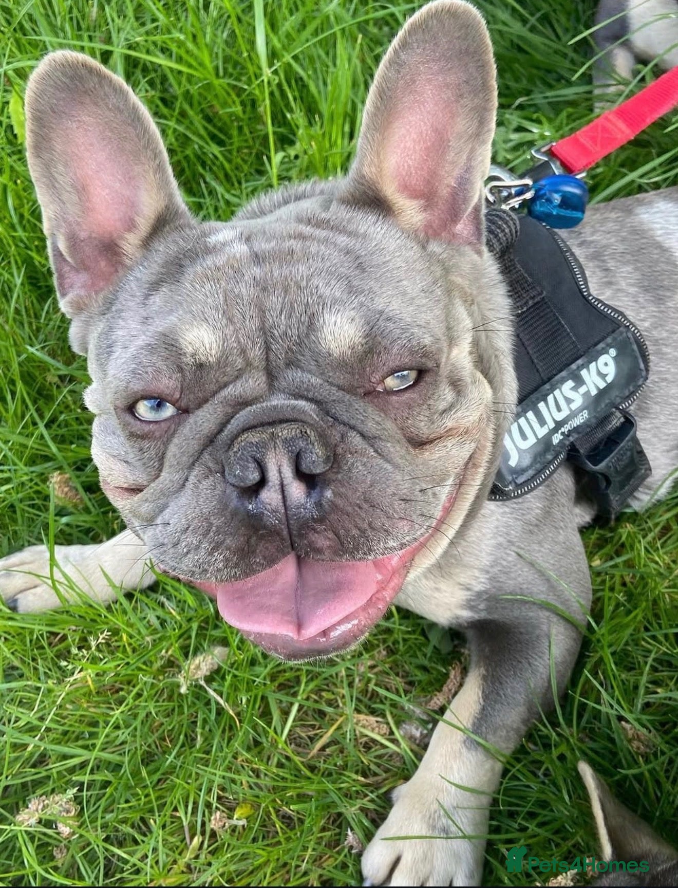 French Bulldog dogs French bulldog  - Advert 1