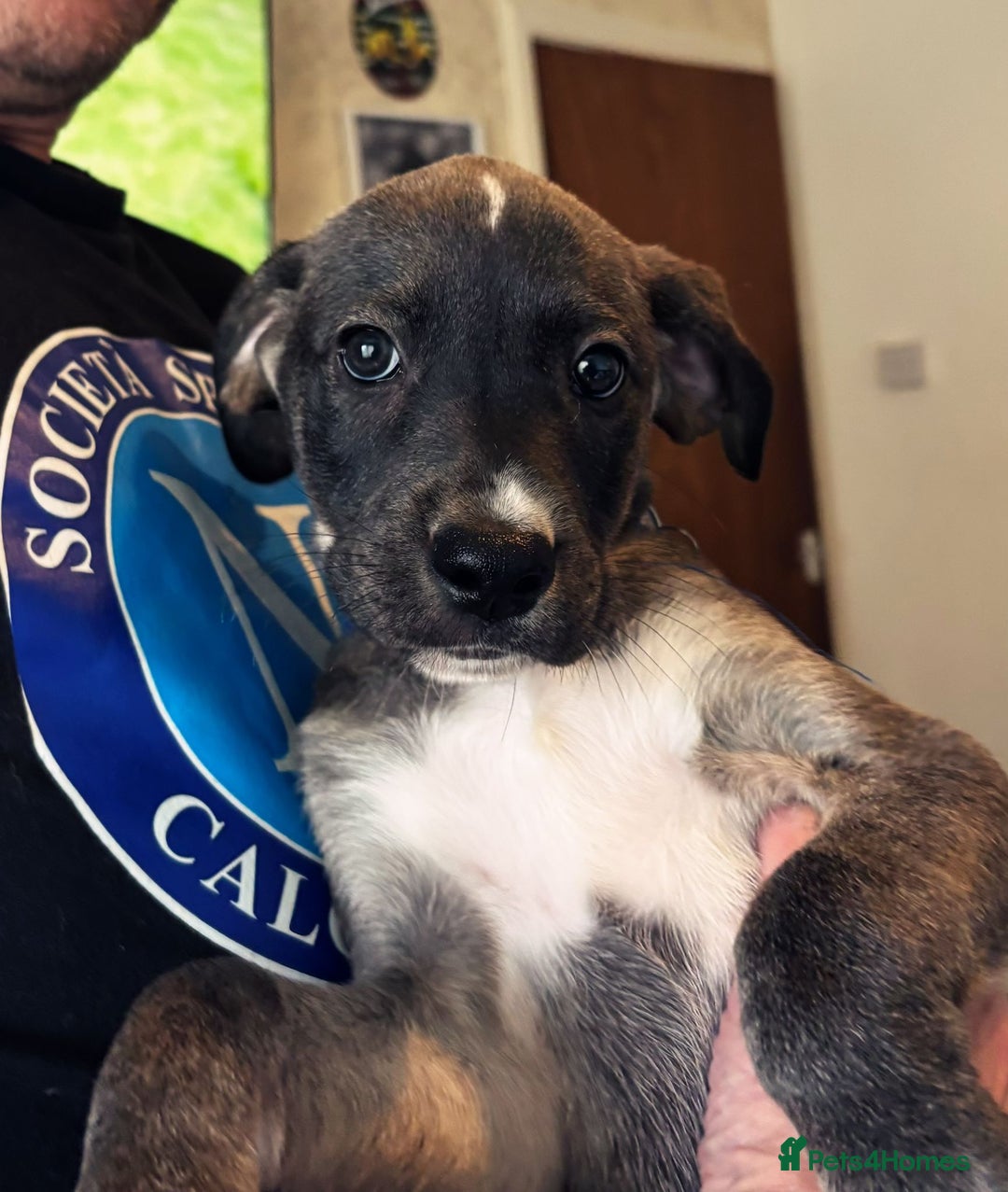 Mixed Breed dogs for sale: Gorgeous pups for sale - Image 5