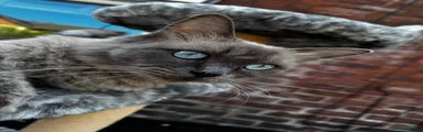Ragdoll 1