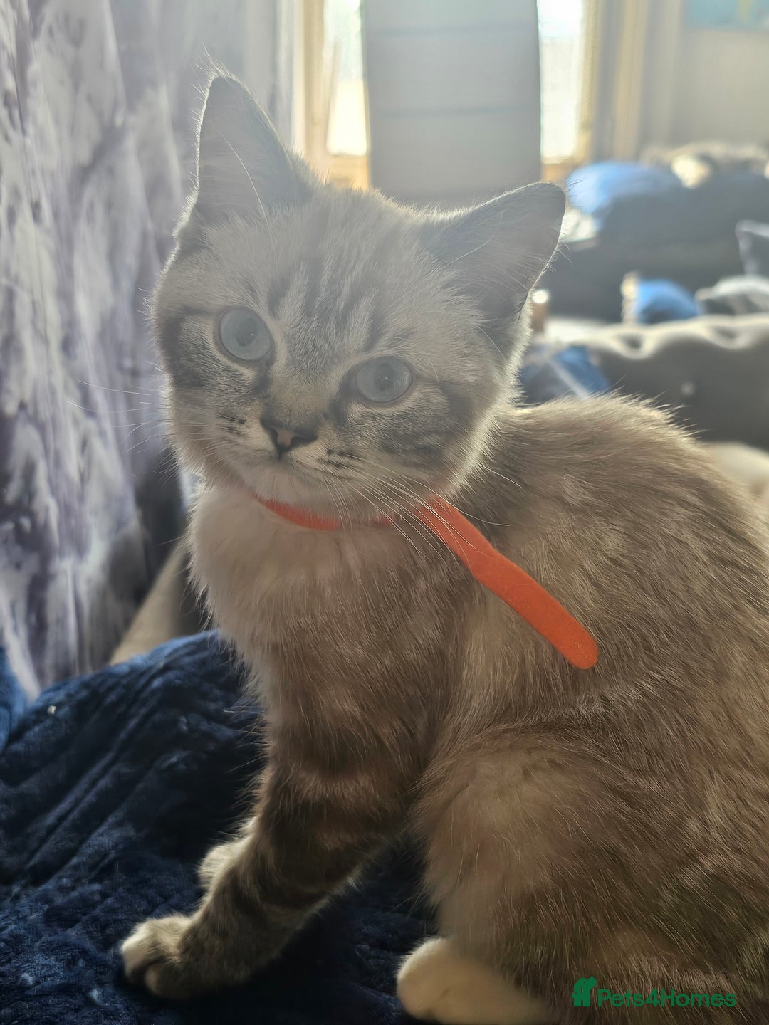 British Shorthair cats for sale: British short hair kittens available  - Image 5