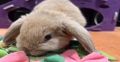 Mini Lop rabbits - Advert 1