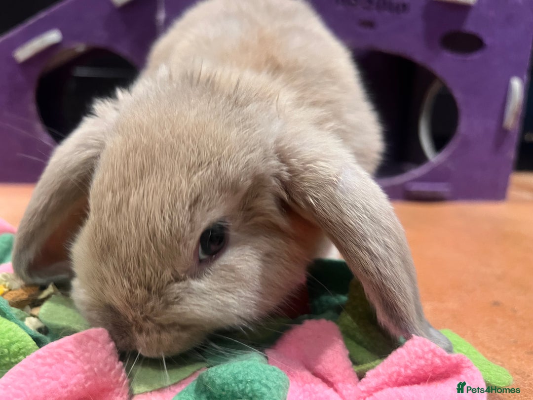 Mini Lop rabbits for sale: 🐰 Mini Lop Baby Bunnies for Sale 🐰 - Image 3