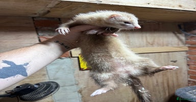 Ferret rodents - Advert 12