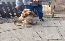 Cocker Spaniel dogs for sale: Show cocker spaniel pups  - Image 18